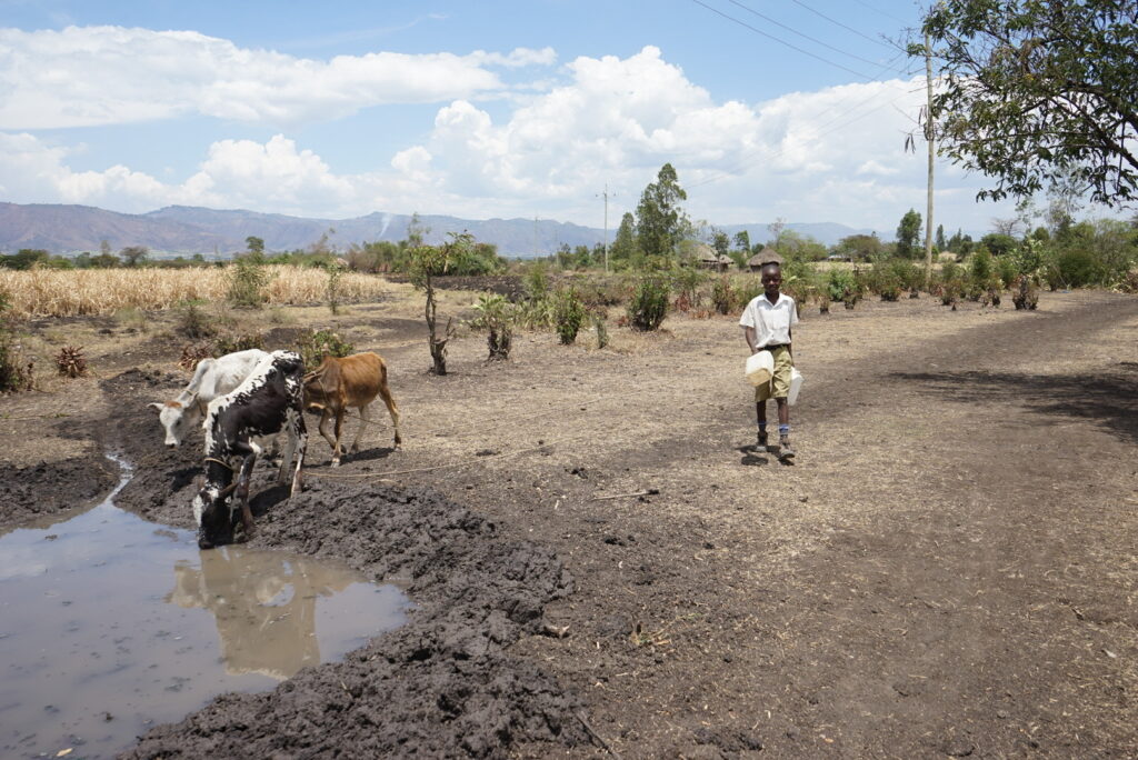 in Junge trägt Kanister in der Hand, während Kühe aus einer verschmutzten Wasserstelle trinken. Millionen Menschen in Afrika haben keinen sicheren Zugang zu sauberem Wasser und sind auf unsichere Quellen angewiesen. Der Weltwassertag erinnert daran: Jeder Brunnen zählt.