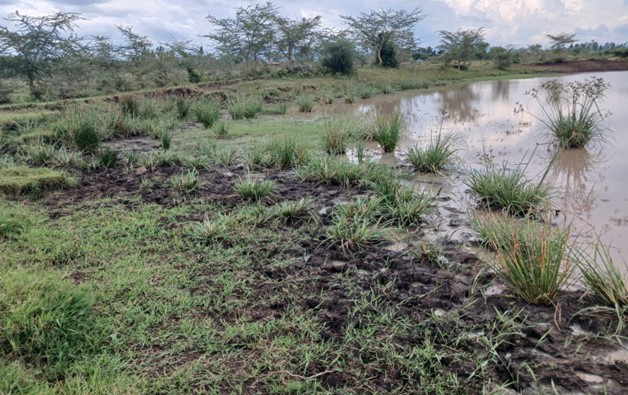 A murky, muddy pond used as the only water source by Ongang Primary School students, highlighting the dire need for safe drinking water.