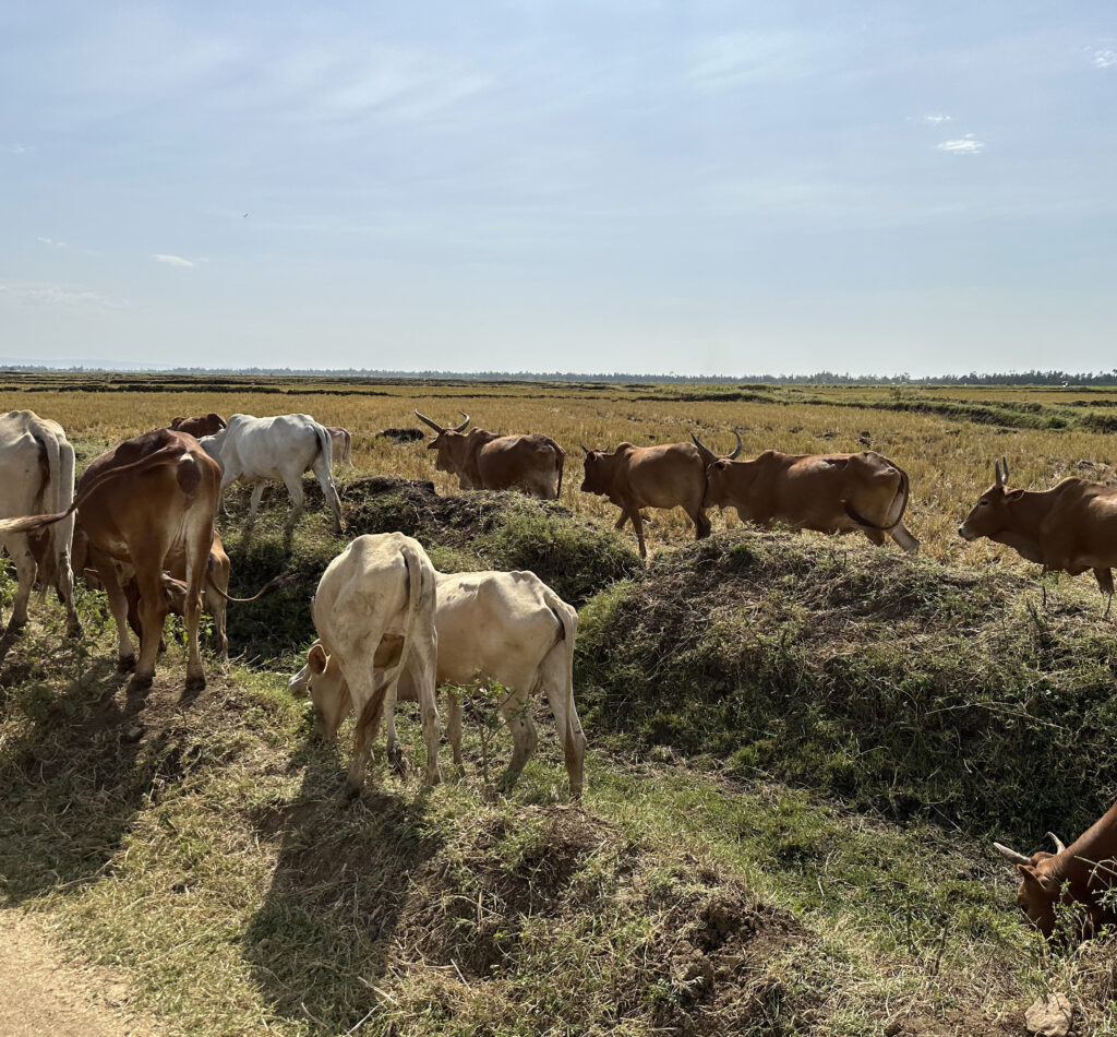 A herd of cattle grazing near dry fields underlines the challenges of water scarcity in rural areas.